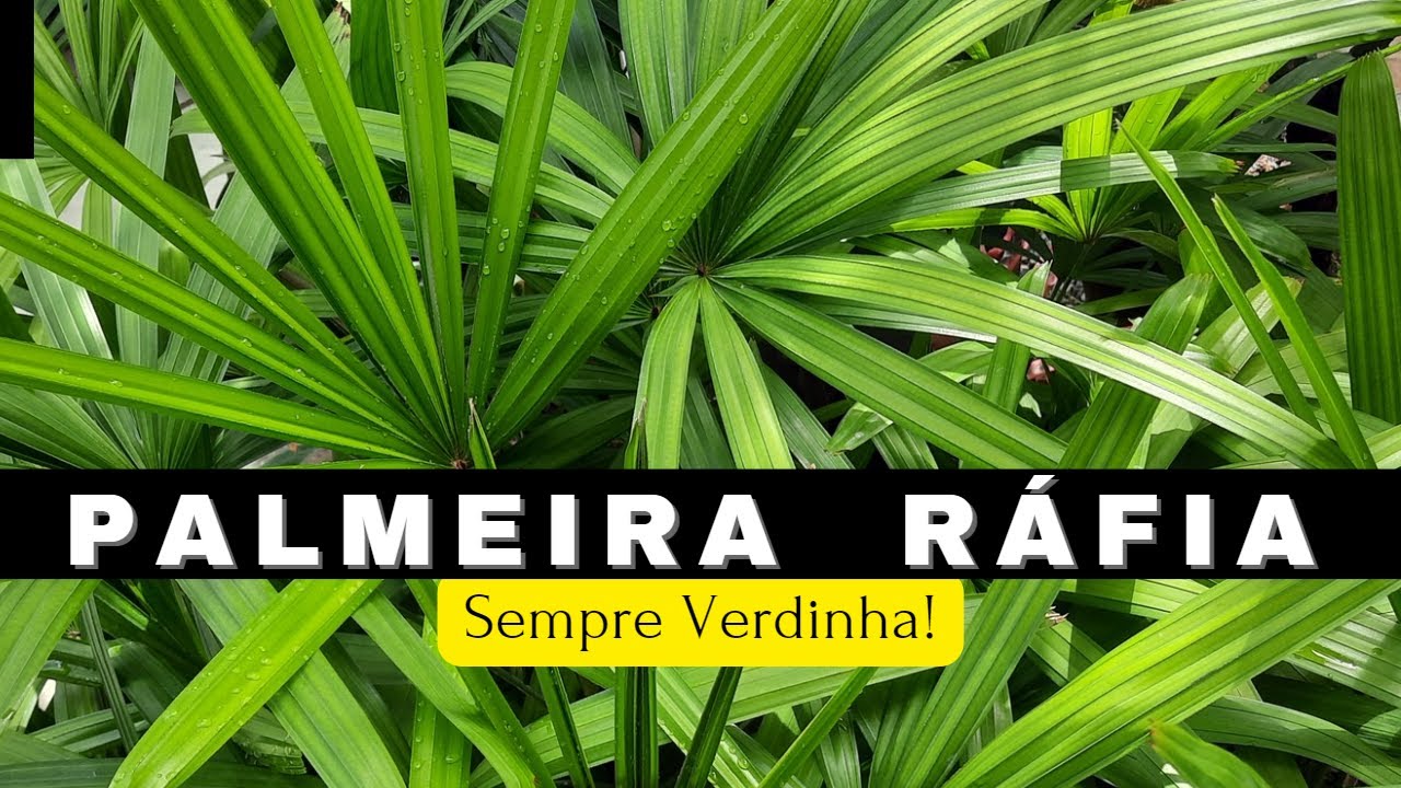 🌴 Esse &eacute; o segredo pra deixar a sua Palmeira R&aacute;fia sempre verdinha...