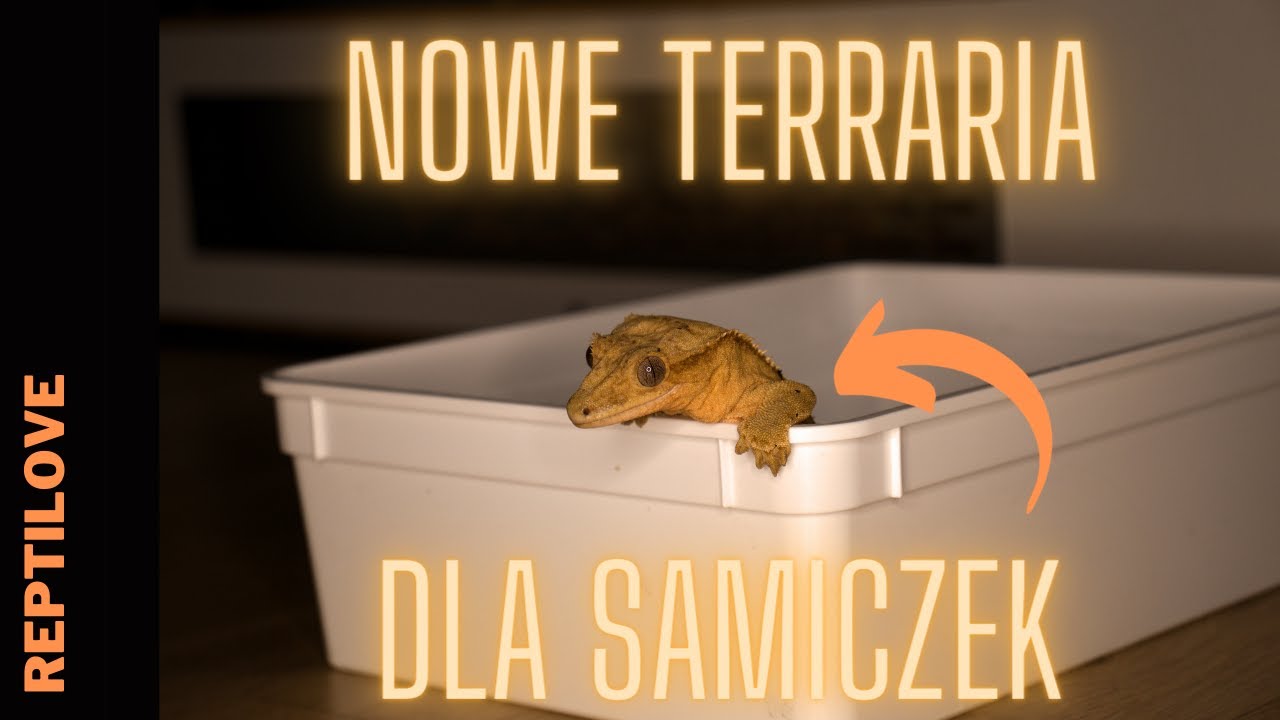 Nowe terraria dla dwóch samiczek gekona orzęsionego