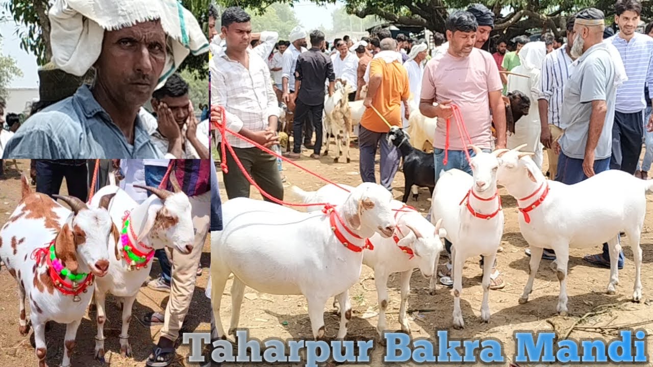 04 06 taharpur Bakra Mandi 2024 qurbani ke bakre | qurbani ka Bakra video | qurbani ke janwar 2024