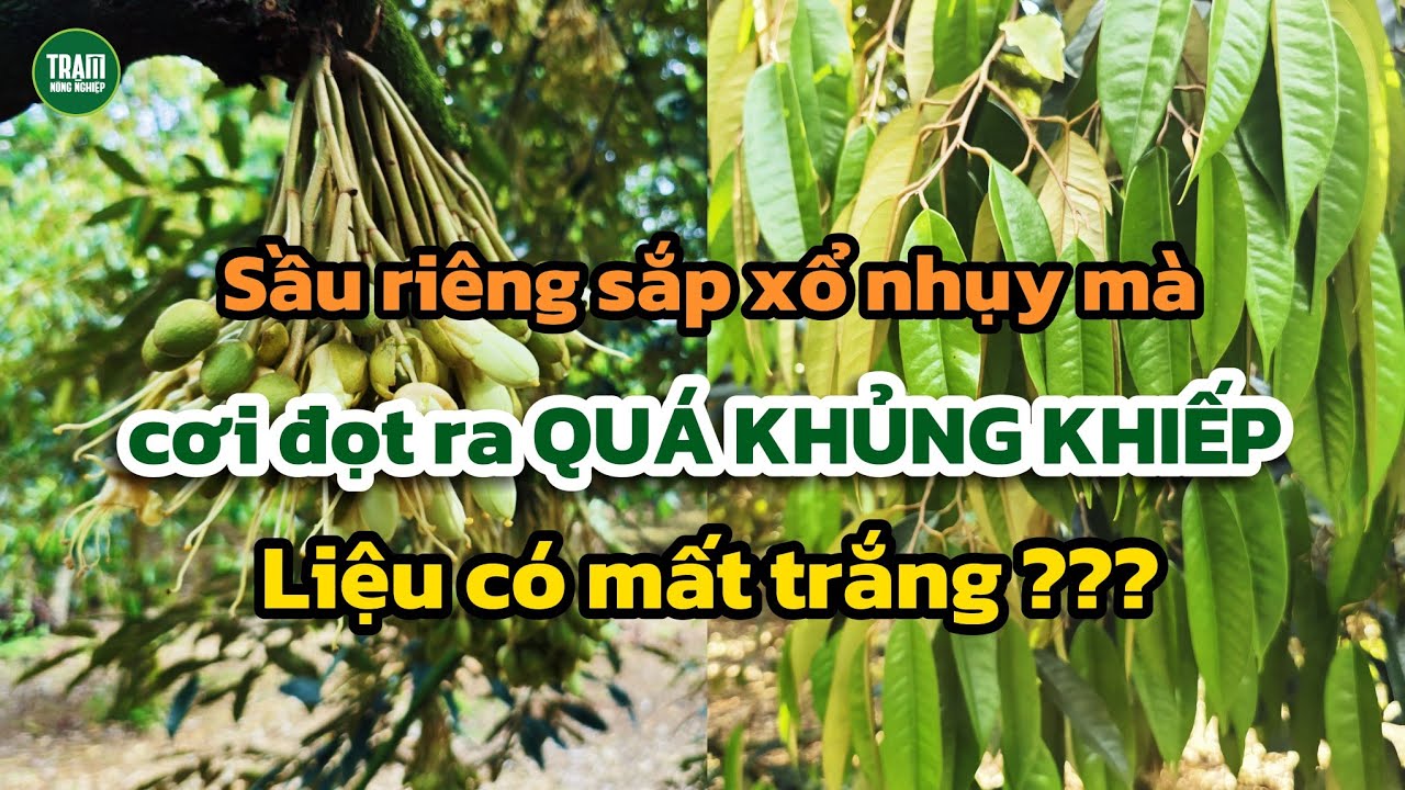 Bông sầu riêng sắp xổ nhụy mà cơi đọt ra quá khủng khiếp thì có sao không? | Trạm Nông Nghiệp