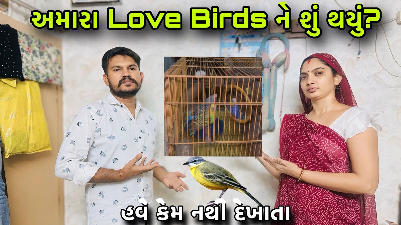 અમારા Love Birds ને શું થયું? 😞 | કેમ નથી દેખાતા અમારા ચકલા | Emotional Vlog | My Family Members 😰