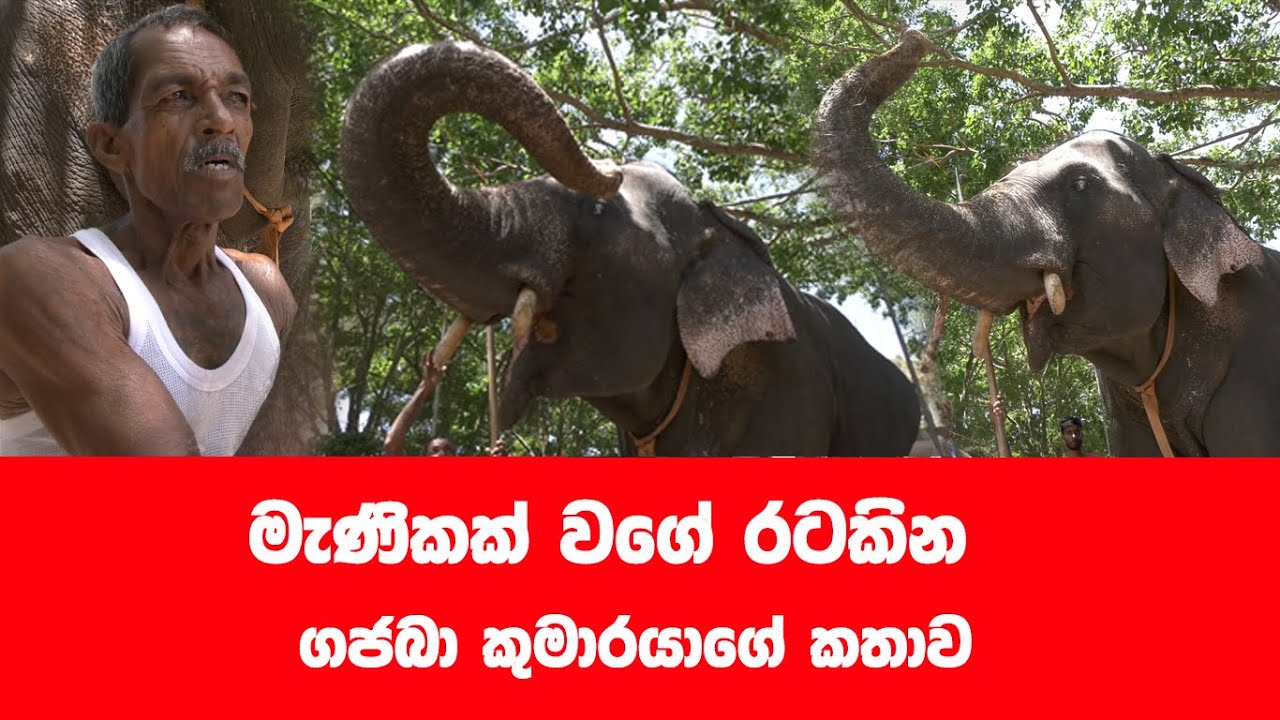 තැම්පත් වු අහිංසක අලියා