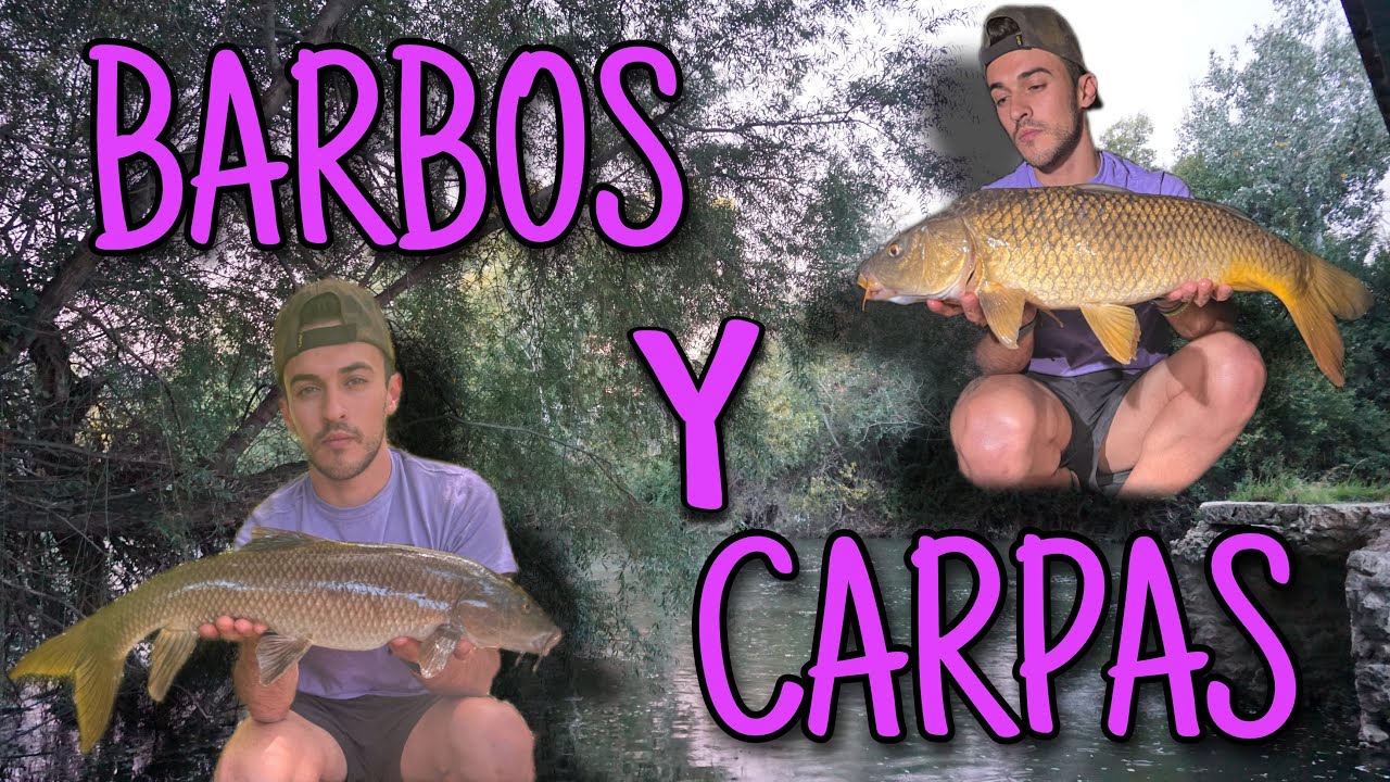 BARBOS Y CARPAS | JARAMA | CARPFISHING | 2023
