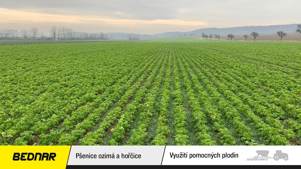 BEDNAR: Využití pomocných plodin | Hořčice