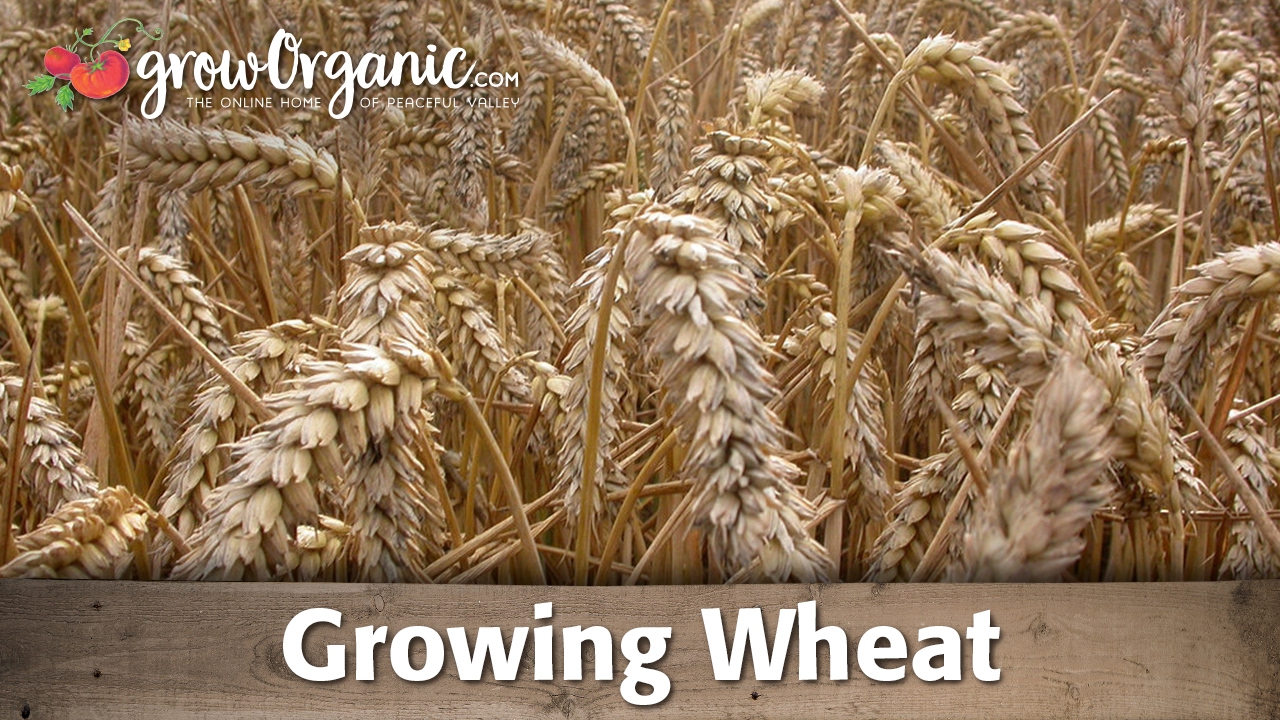 How to Grow Wheat Organically