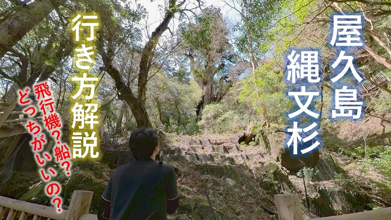 【鹿児島 屋久島 縄文杉(前編)】飛行機？船？「行き方解説」- 屋久島への交通手段から島内での動き方まで -