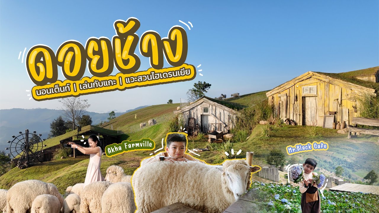 EP.42  ดอยช้าง กางเต็นท์ เล่นกับแกะที่ฟาร์มแกะดอยช้าง Akha Farmville แวะสวนดอกไฮเดรนเยีย #ดอยช้าง