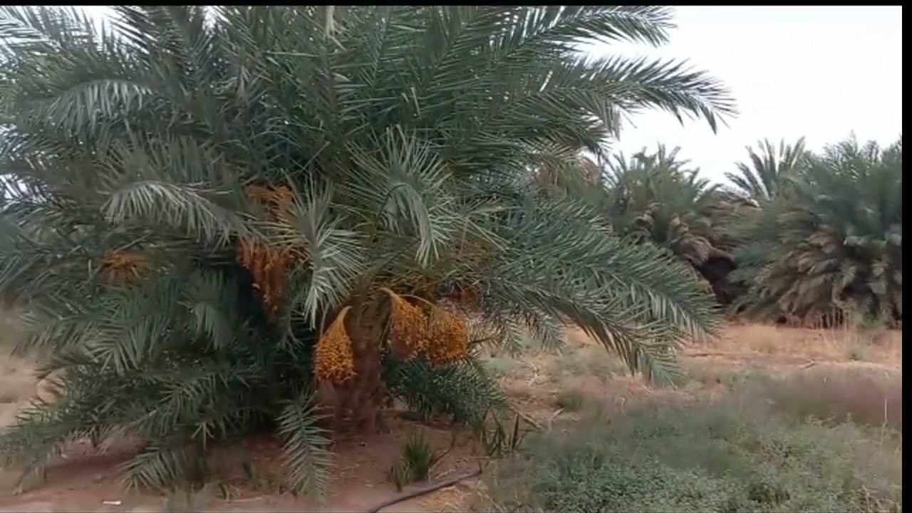 سيدى فخر الدين يحكى عن سيدنا ادم