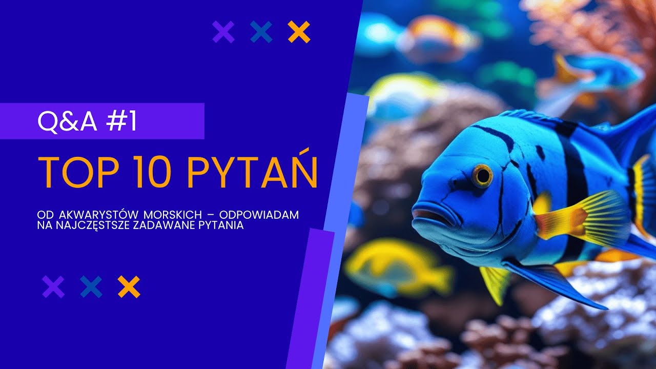 TOP 10 pytań od akwarystów morskich – odpowiadam na najczęstsze zadawane pytania | Q&A #1