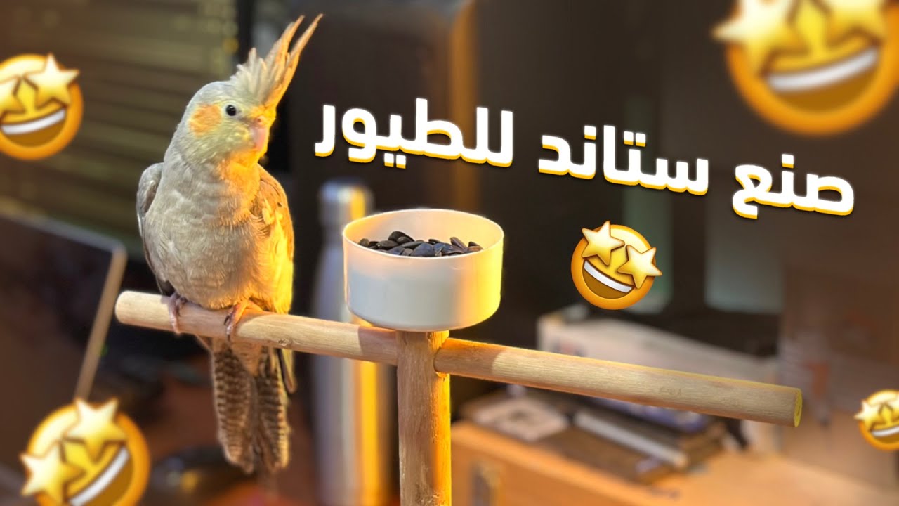 كيف تصنع ستاند لطيورك بطريقة بسيطة، فقط في المنزل 🤩