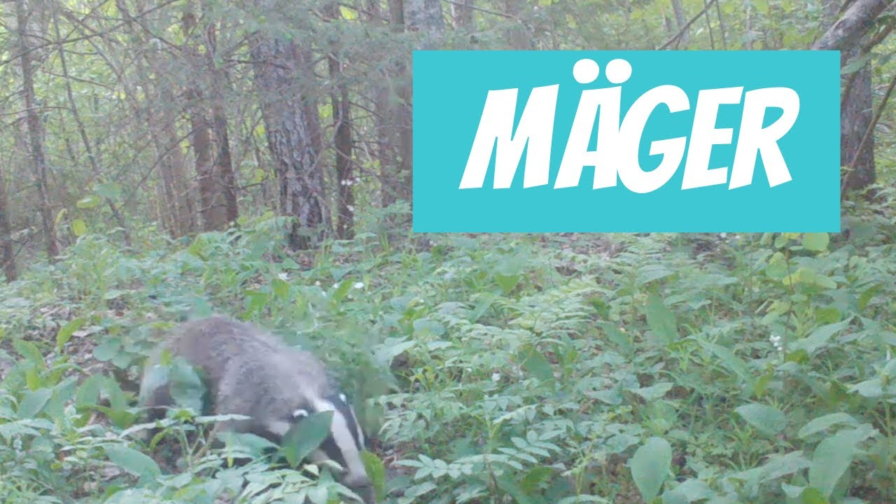 M&auml;ger (Meles meles; European badger) - Eesti elurikkus
