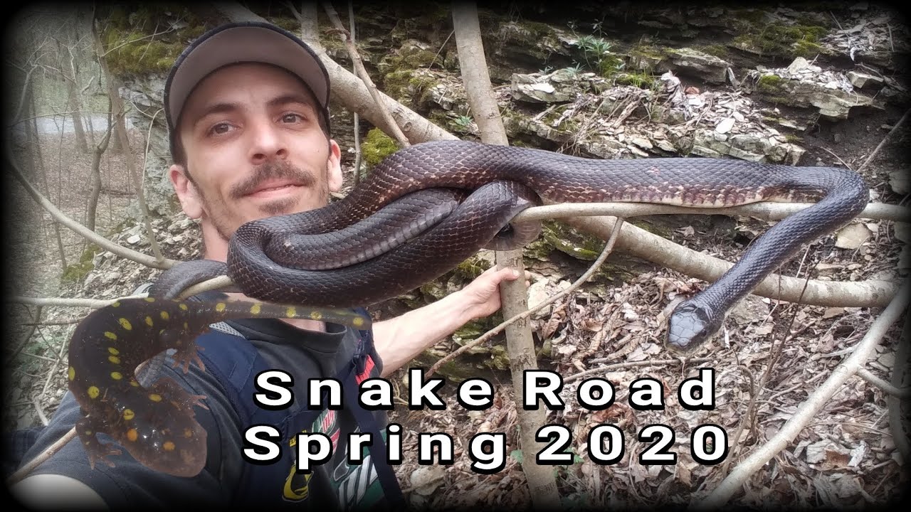 Snake Road Migration in Southern Illinois - Spring 2020