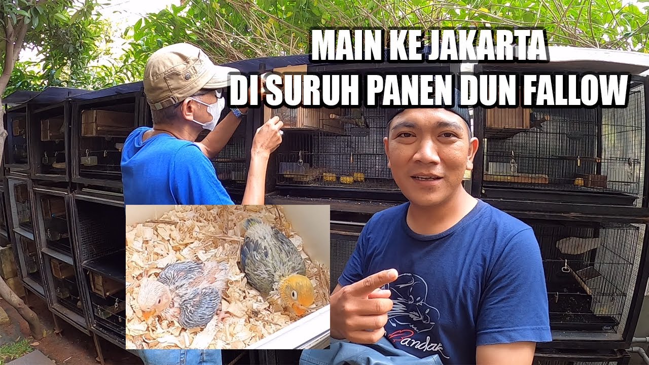 MAIN KE JAKARTA LANGSUNG DI SURUH PANEN BIOLA DUN FALLOW