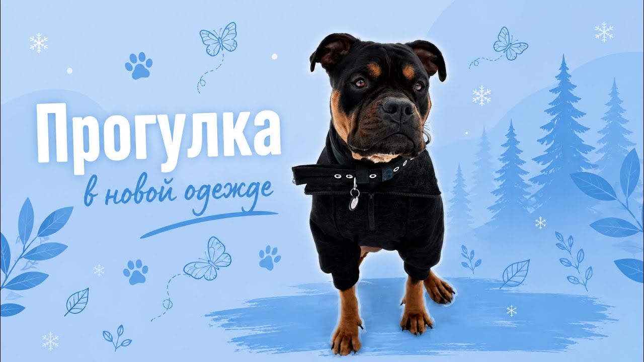 АМБУЛЛИ БЕТТИ: Прогулка в свитшоте