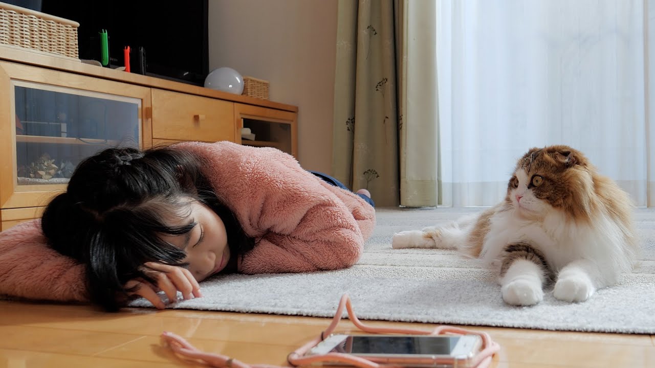 疲れ切って早退した娘に寄り添って回復させる猫