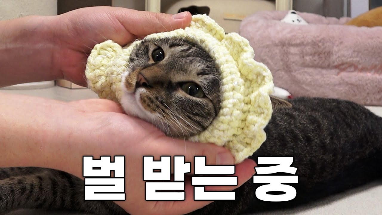 결국 급식기의 비밀을 알아버린 고양이...