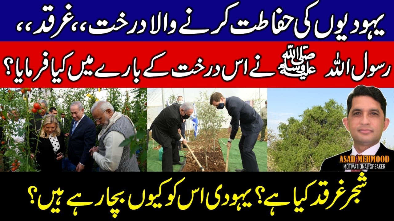 The tree that protects the Jews. | वह पेड़ जो यहूदियों की रक्षा करता है।