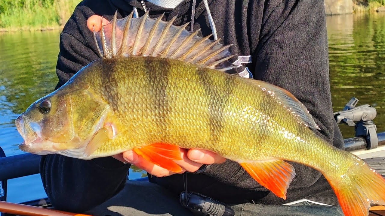 HUH MIKÄ AHVEN 44CM +1KG | ISON AHVENEN VAAPPUKALASTUS | PARAS SYÖNTIAIKA AHVENELLE