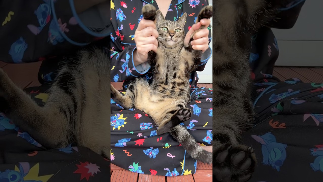#MiduEchoing 😹🐈&zwj;⬛