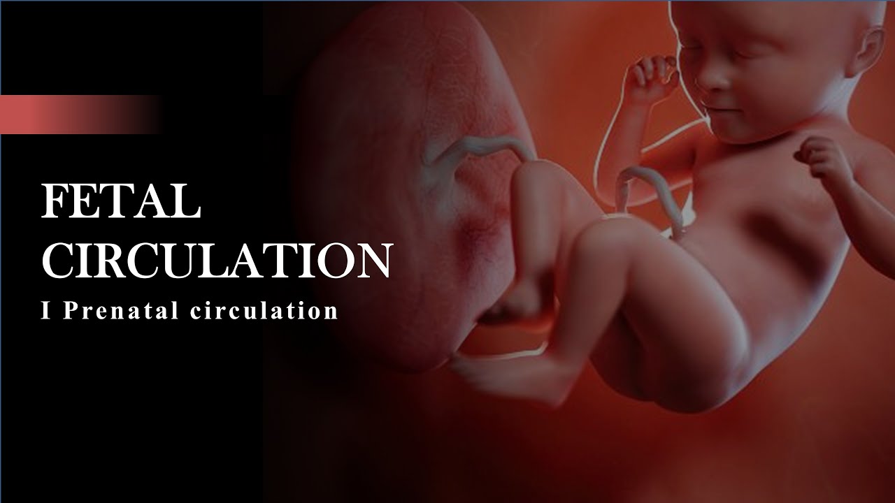 Fetal circulation I fetal circulation in hindi I fetal circulation animation