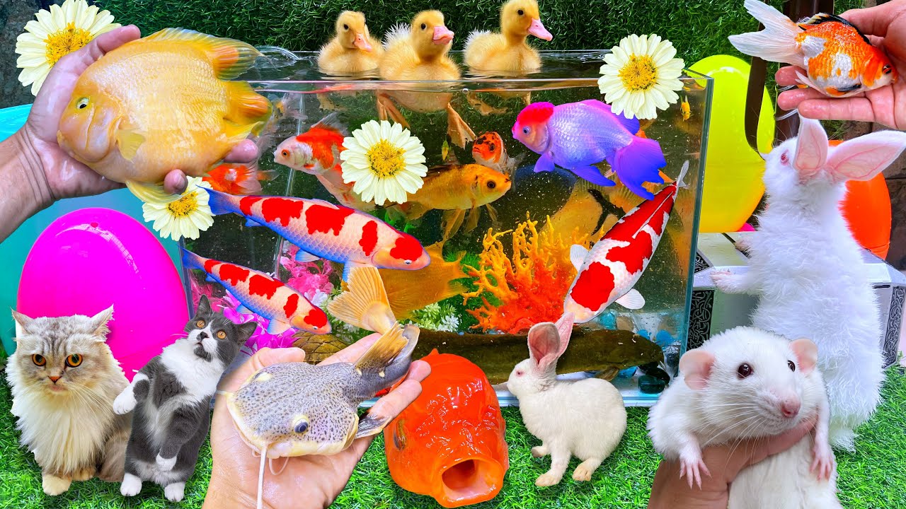 Bắt Con C&aacute; V&agrave;ng, C&aacute; Tr&ecirc; Bự, C&aacute; RanChu, C&aacute; Lau Kiếng, Con Thỏ H&agrave; Lan, Ếch, C&aacute; R&ocirc;, C&aacute; Sấu Con, Koi