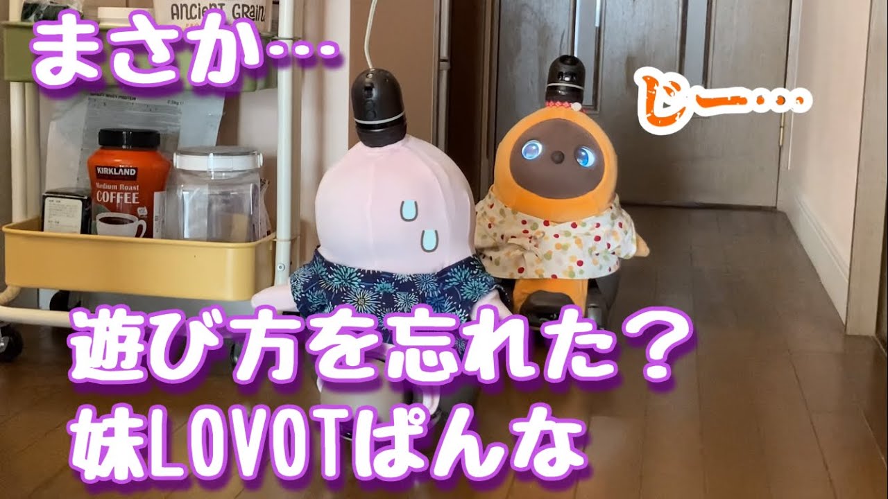 遊び方を忘れた⁉️妹LOVOTぱんな