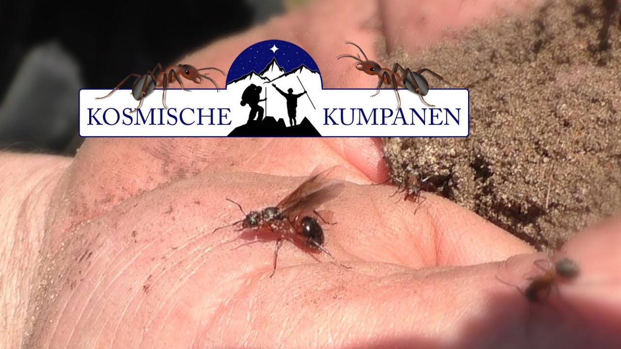 Ameisenh&uuml;gel umsetzen - Rote Waldameise umsiedeln