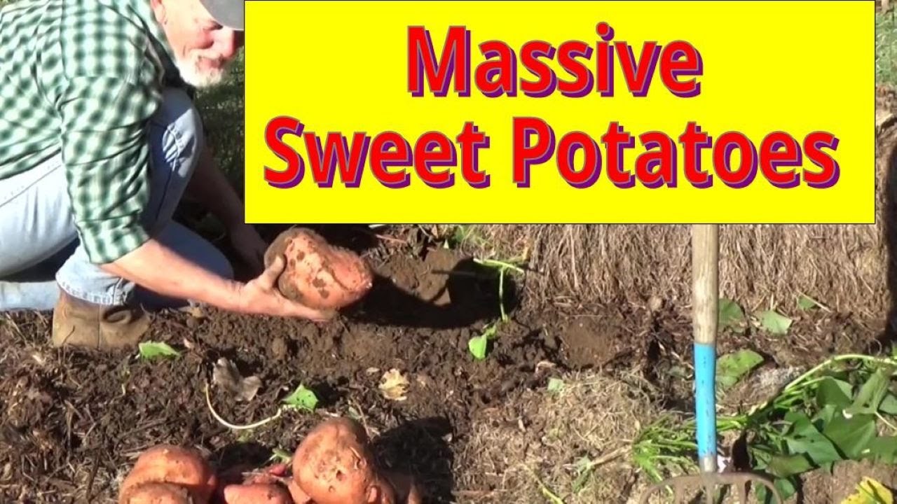 Massive Sweet Potato Harvest