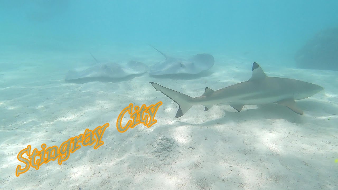 Sting Ray City