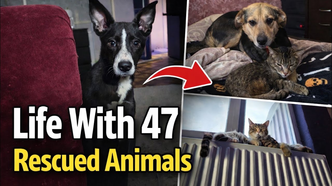 Life With 46 Rescued Animals (part 1)