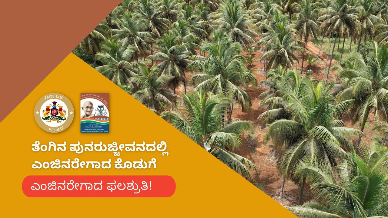Coconut plantation rejuvenation | ತೆಂಗಿನ ತೋಟಗಳ ಪುನರುಜ್ಜೀವನ