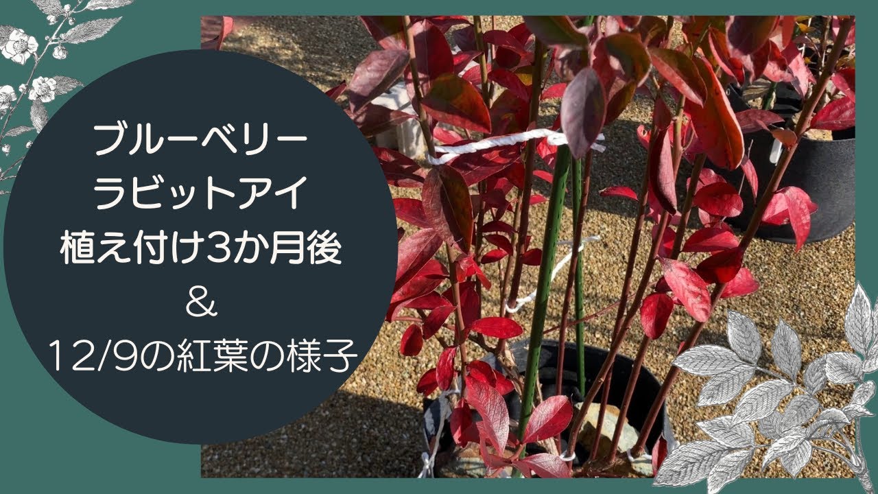 【ブルーベリー】ラビットアイ系の不織布ポット植え付け3か月後の様子と12/9の紅葉の様子をお届け