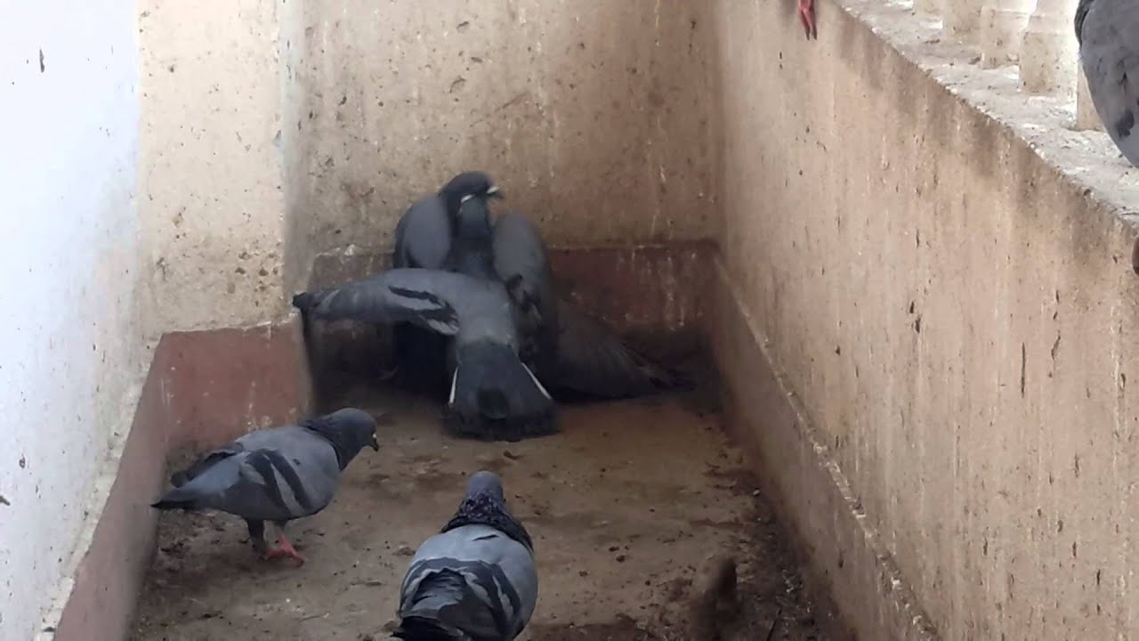 Birds fighting Dangerous