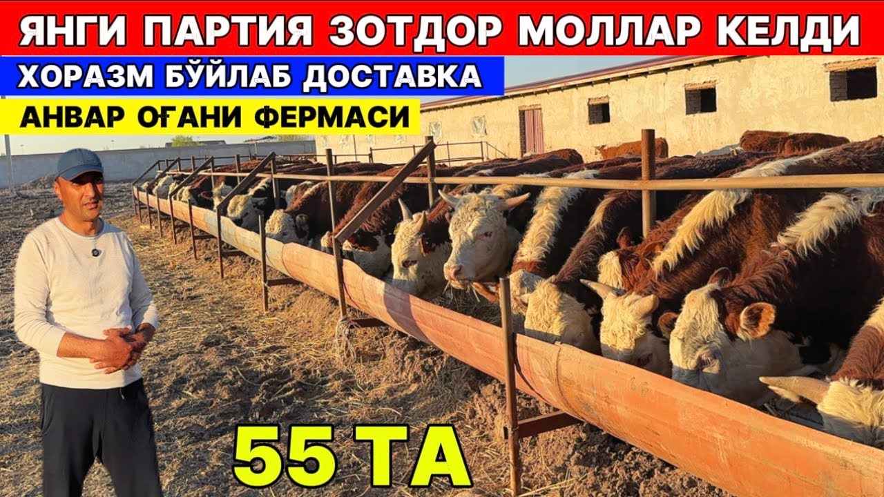 ЯНГИ ПАРТИЯ ЗОТДОР МОЛЛАР КЕЛДИ 9-АПРЕЛ АНВАР ОҒАНИ ФЕРМАСИ !!! ХОРАЗМ БОЗОР
