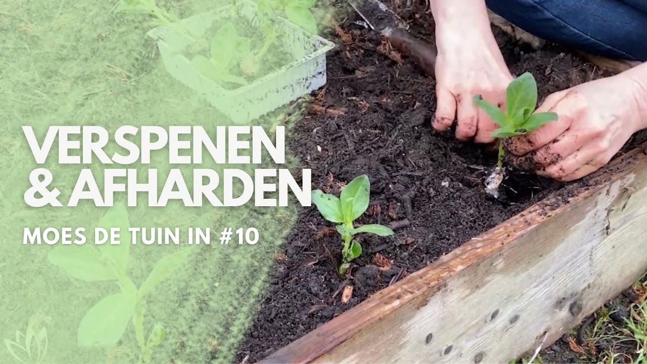 Zaailingen verspenen en afharden, MOES de TUIN in #10