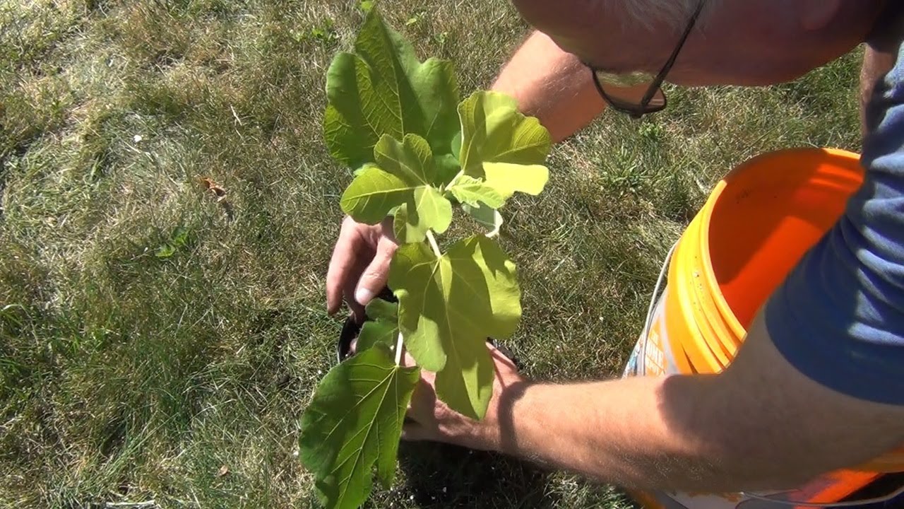 Up potting my Italian 258 started from a fig cutting