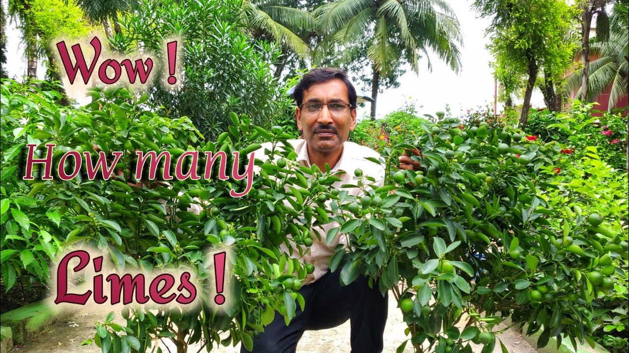 Grow Kumquats and get Tons of 🍋 Golden Oranges from a small Plant.