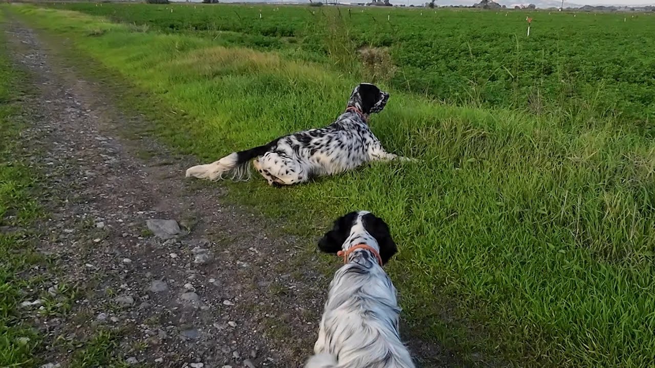 İngiliz Setter bıldırcın avları 20 ferma bir arada #hunting #avcılık #avk&ouml;peği 