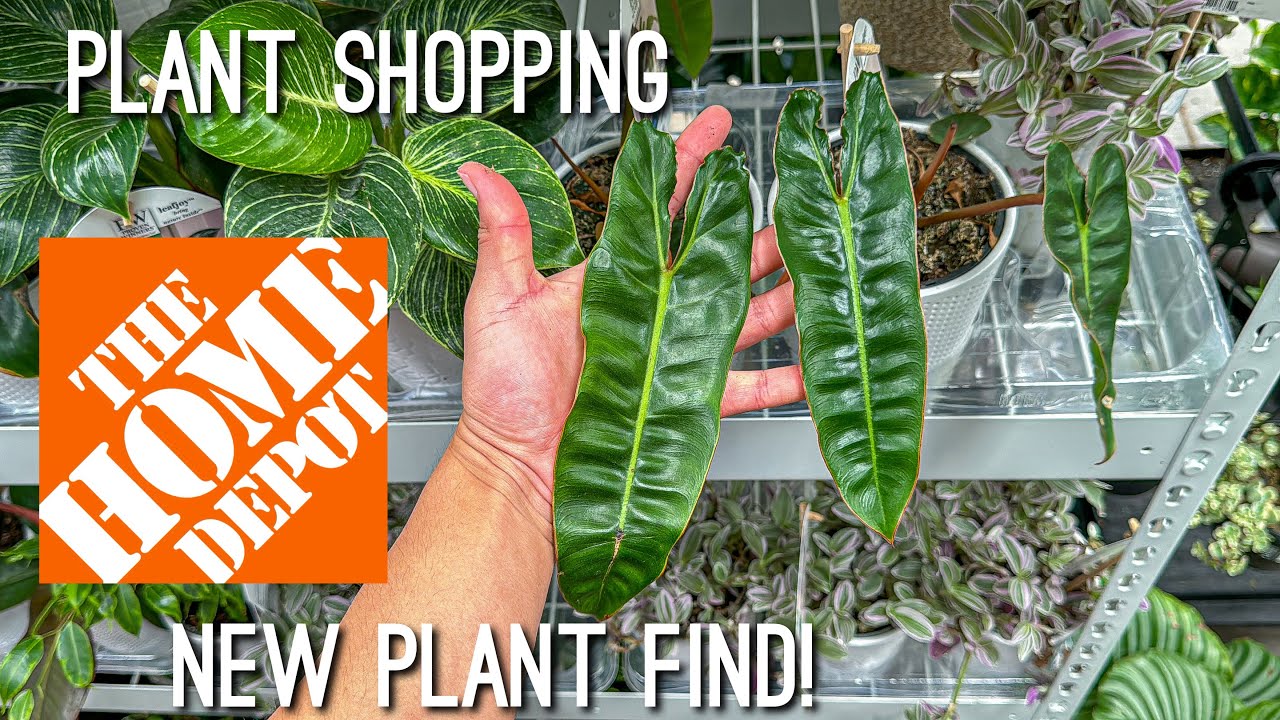 New Plant Find at The Home Depot | Plant Shopping Big Box Store