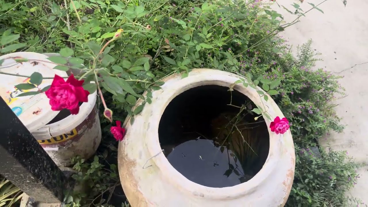 Vietnam Expat - The Garden. What expatriation and living in Vietnam should be. 