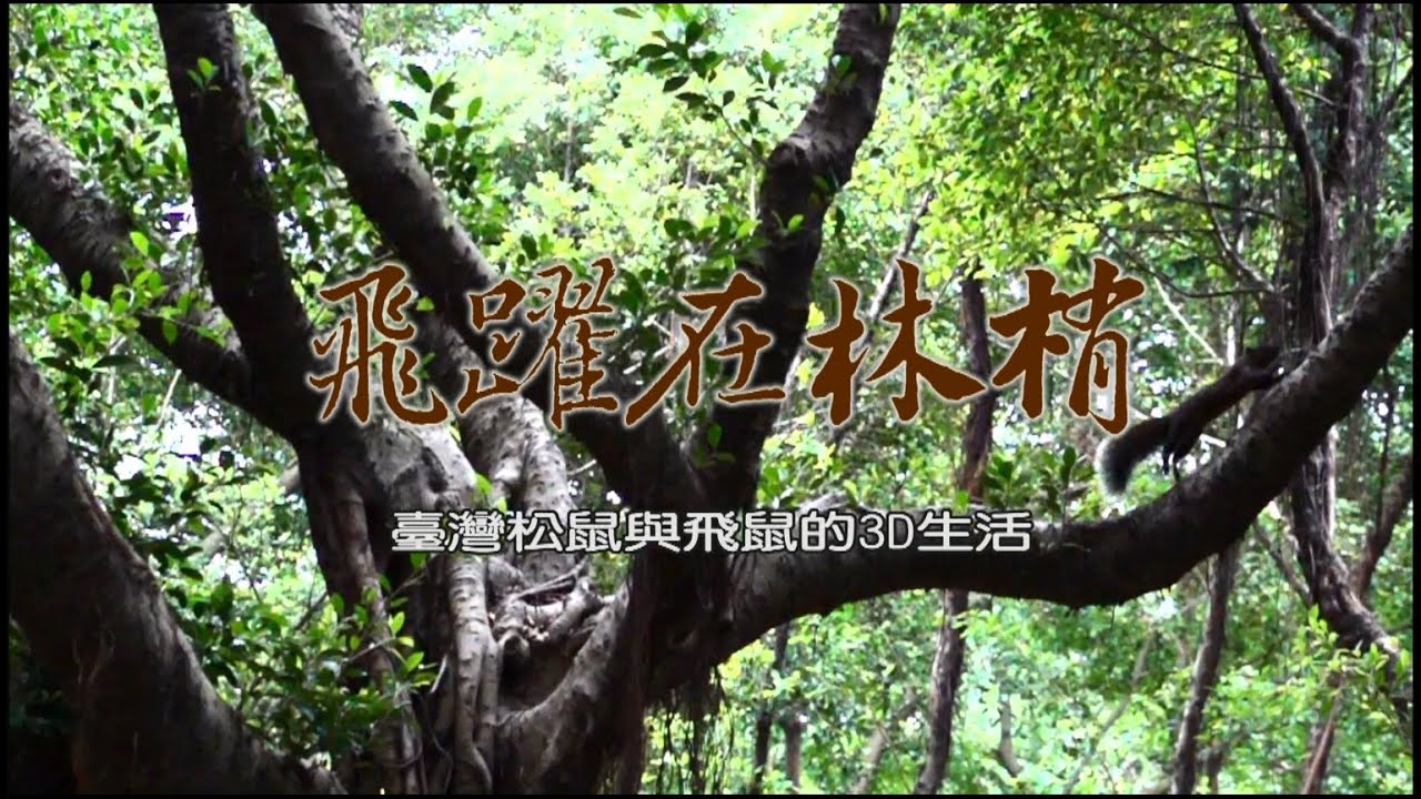 飛躍在林梢—台灣松鼠與飛鼠的3D生活（精簡版）