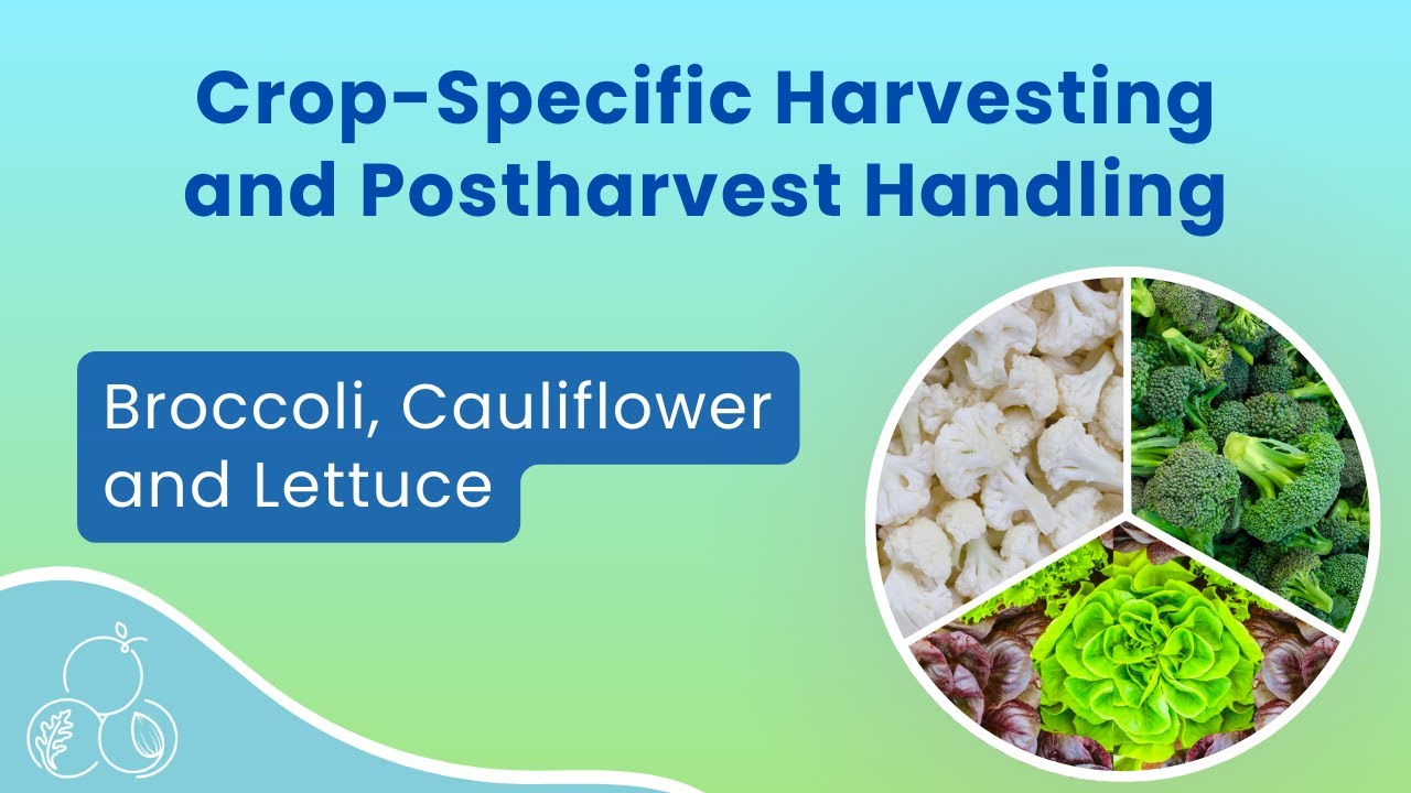 Broccoli, Cauliflower, and Lettuce: Harvest and Postharvest Handling