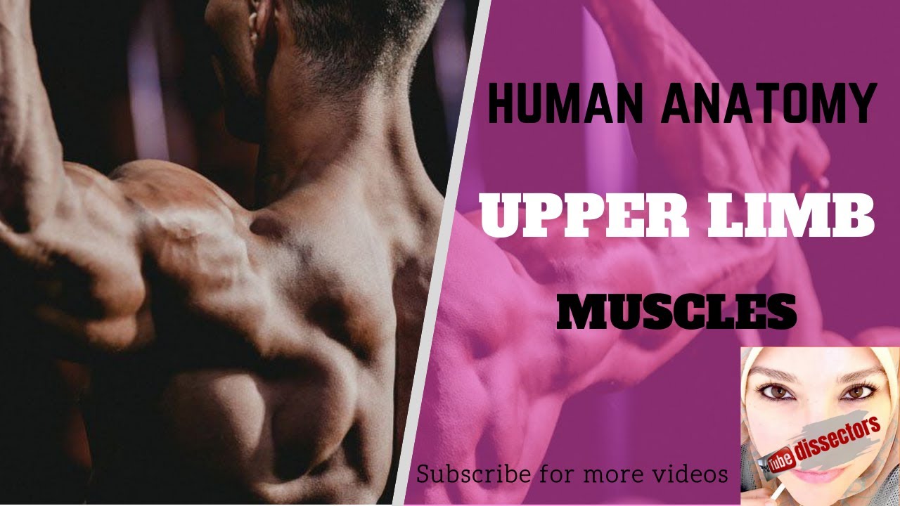 Human Anatomy - Upper Limb Lectures - Muscles of pectoral region, shoulder and back