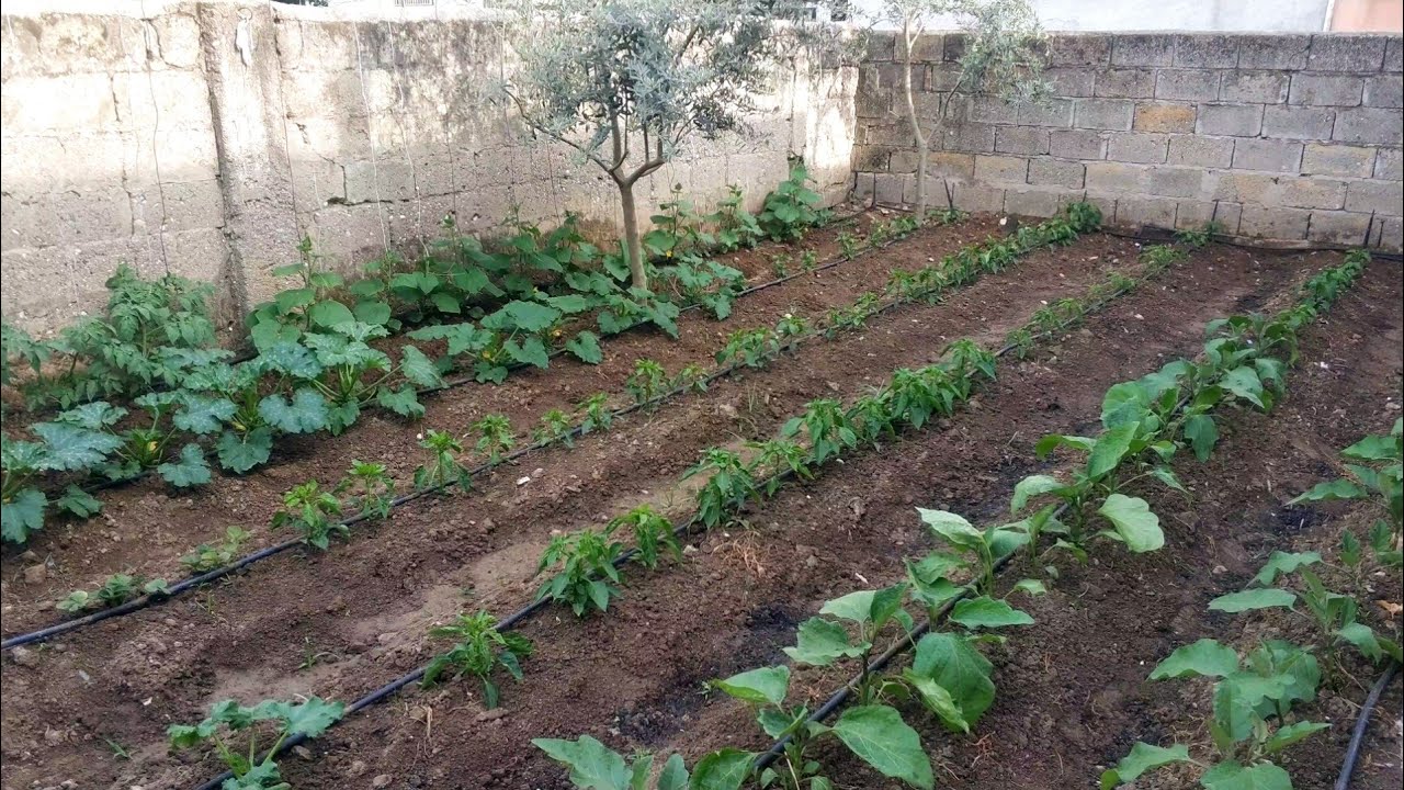 HOBİ BAHÇESİ SERİSİ 4 -TEPE BURUŞMASI BUDAMA İPE ALMA FİLİZ ALMA SULAMA DOMATES BİBER PATLICAN HIYAR