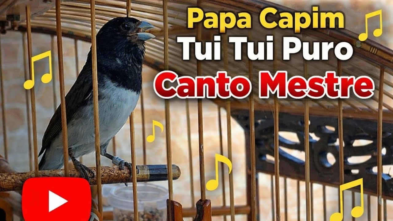 PAPA CAPIM TUI TUI PURO CANTO MESTRE  