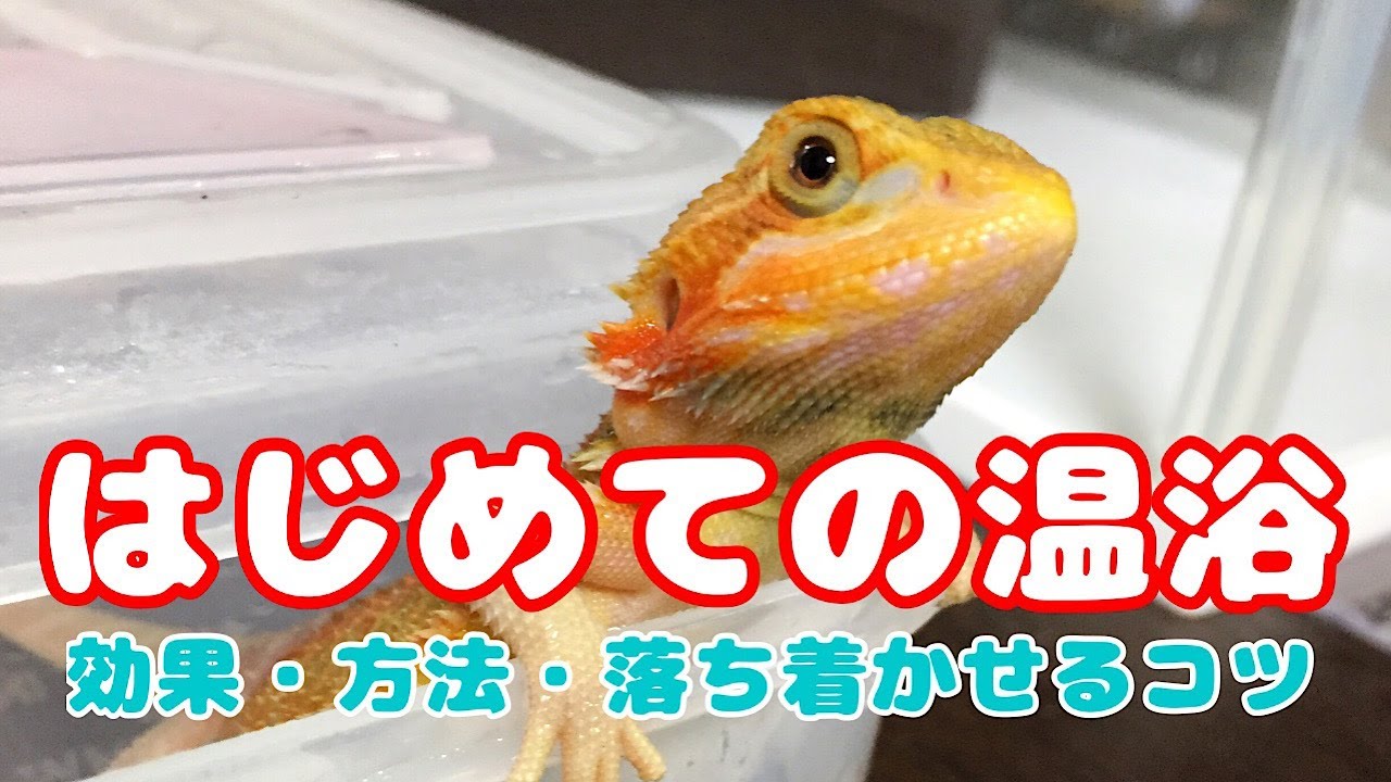 フトアゴベビーはじめてのお風呂！【温浴とその方法】