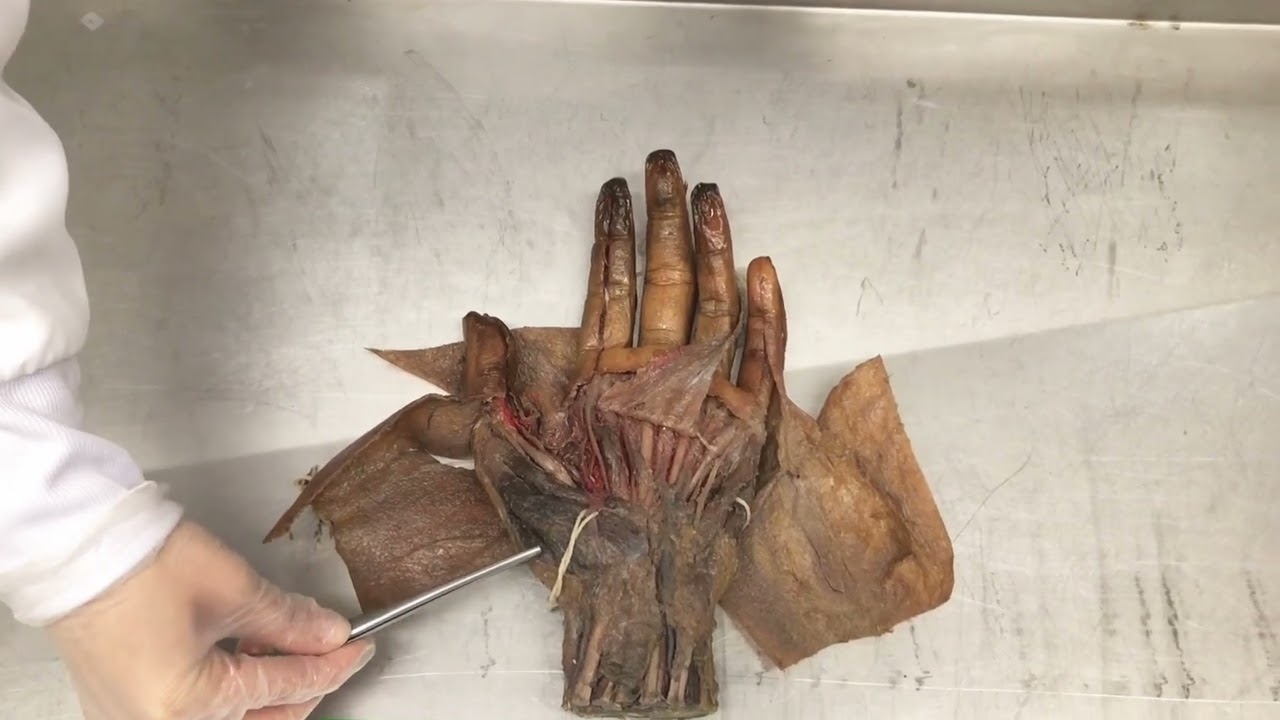 Músculos de la mano