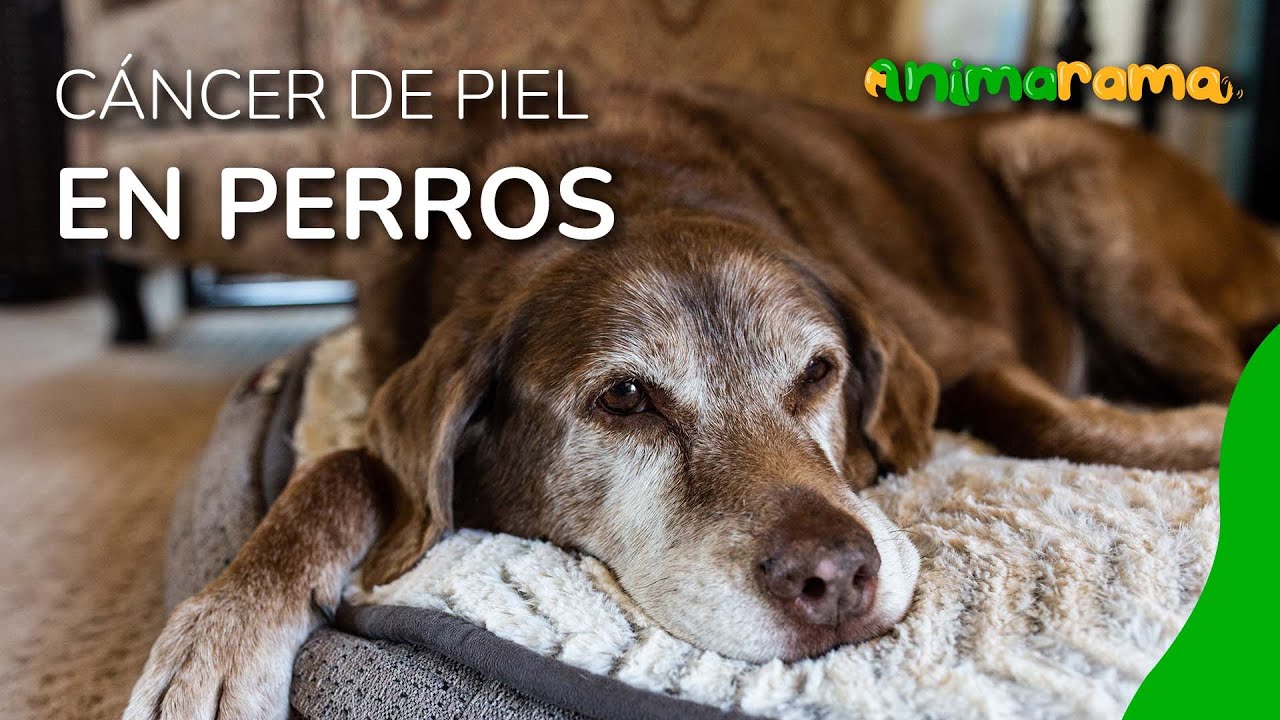 C&aacute;ncer de piel en perros 🐕| Todo lo que debes saber sobre esta ENFERMEDAD