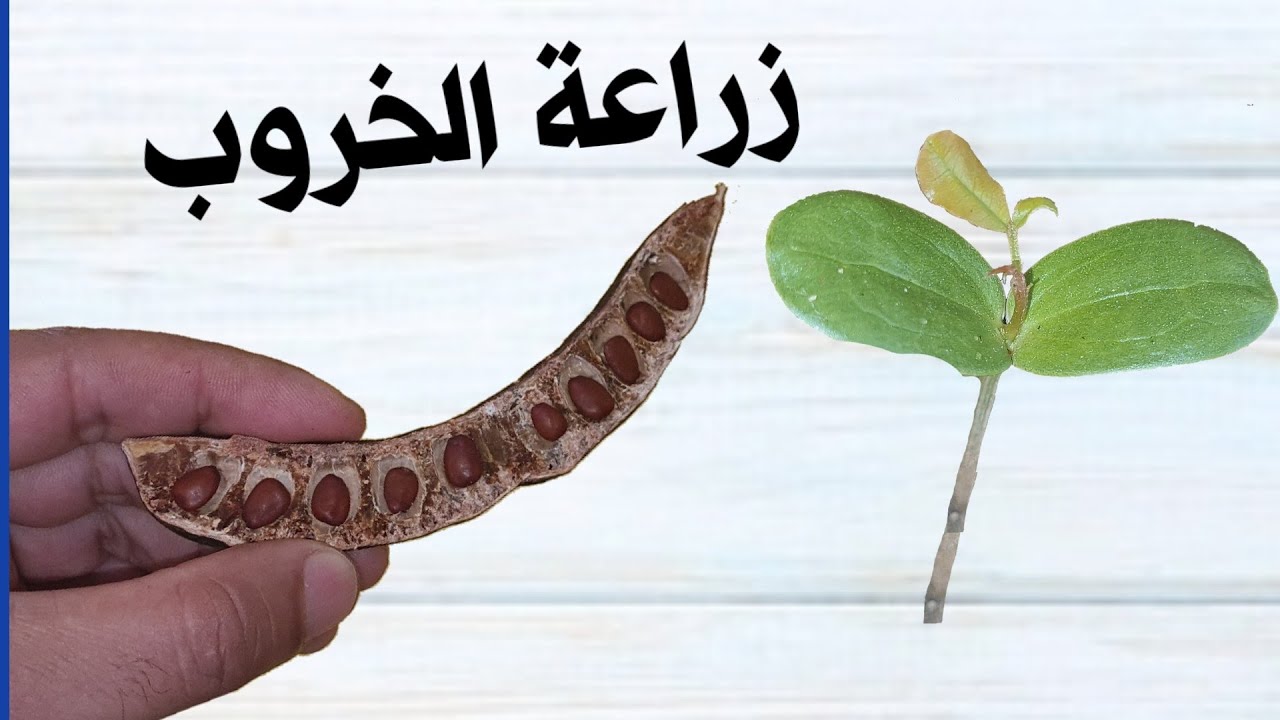 زراعة شجرة الخروب من البذرة cultivation of carob seeds