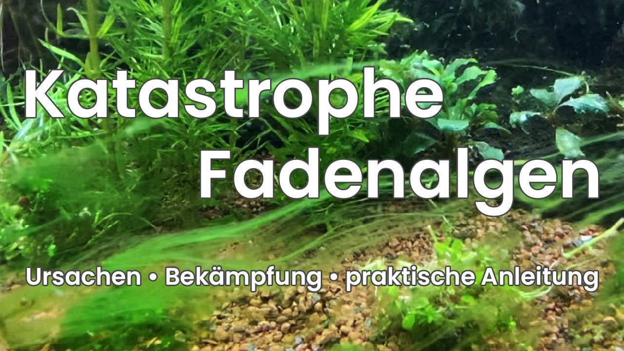 Aquarium Probleme l&ouml;sen &bull; Fadenalgen - eine praktische Anleitung wie ich meine Algenbl&uuml;te aufl&ouml;ste